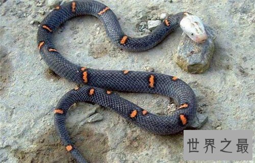 世界上最大的蛇Top10,竟然可以吞下一直幼年大象