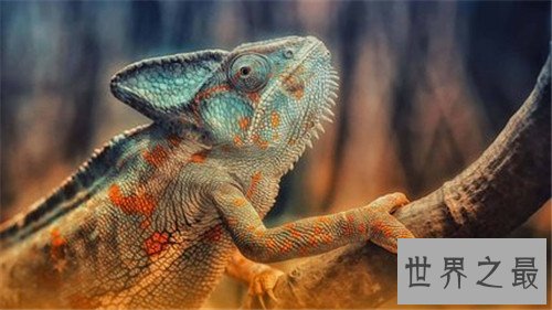 世界十大寿命最短的动物,他们的寿命短的可怜