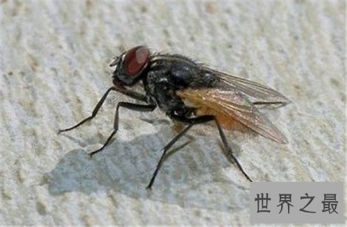 世界十大寿命最短的动物,他们的寿命短的可怜