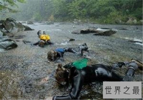 世界十大寿命最短的动物,他们的寿命短的可怜