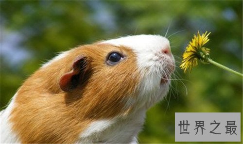 世界十大寿命最短的动物,他们的寿命短的可怜