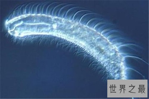 世界十大寿命最短的动物,他们的寿命短的可怜