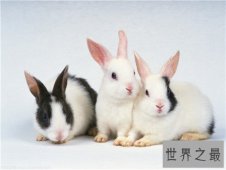 世界十大寿命最短的动物，他们的寿命短的可怜