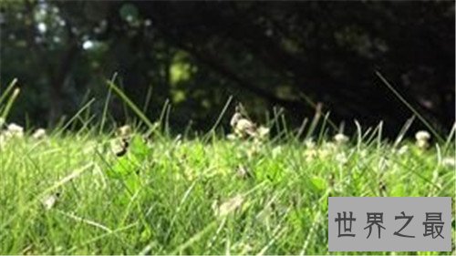 世界十大寿命最短的动物,他们的寿命短的可怜