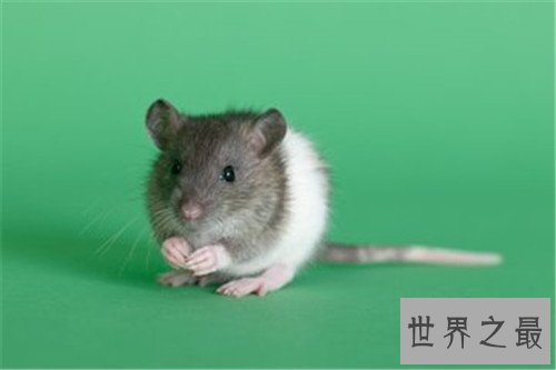 世界十大寿命最短的动物,他们的寿命短的可怜