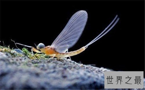 世界十大寿命最短的动物,他们的寿命短的可怜