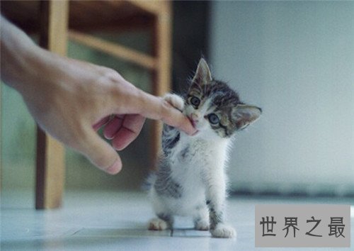 世界上最可爱的十种猫品种,让你瞬间变猫奴