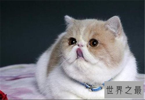 世界上最可爱的十种猫品种,让你瞬间变猫奴