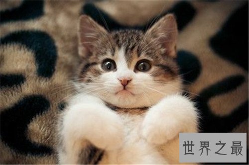 世界上最可爱的十种猫品种,让你瞬间变猫奴