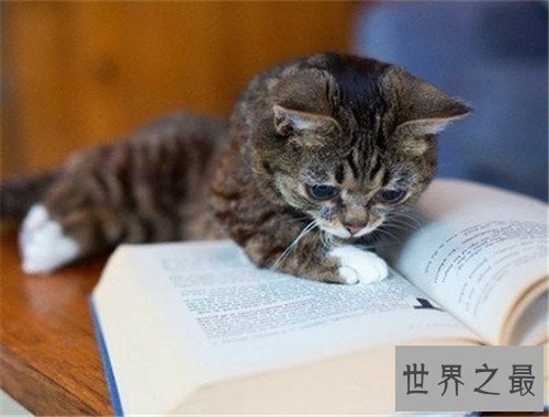 世界上最可爱的十种猫品种,让你瞬间变猫奴