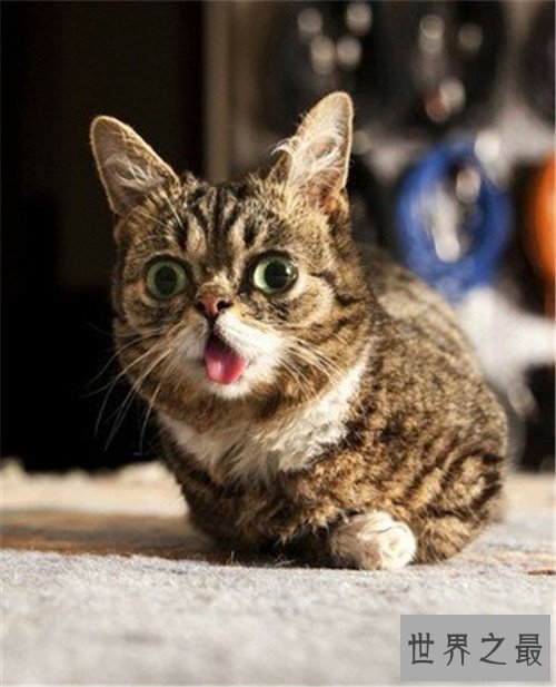 世界上最可爱的十种猫品种,让你瞬间变猫奴