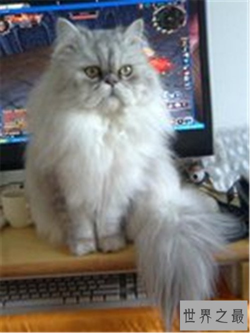 世界上最可爱的十种猫品种,让你瞬间变猫奴