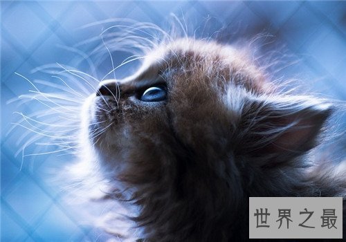 世界上最可爱的十种猫品种,让你瞬间变猫奴