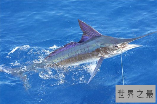 十大世界上游最快的鱼,身材小也不一定跑的快