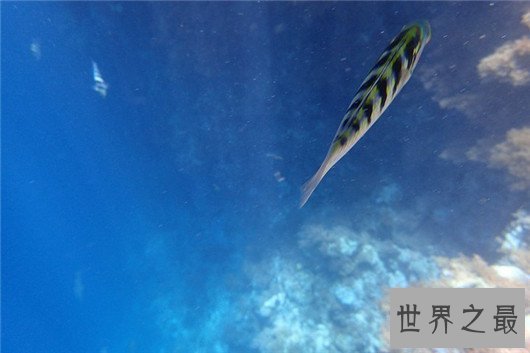 十大世界上游最快的鱼,身材小也不一定跑的快