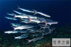 十大世界上游最快的鱼，身材小也不一定跑的快