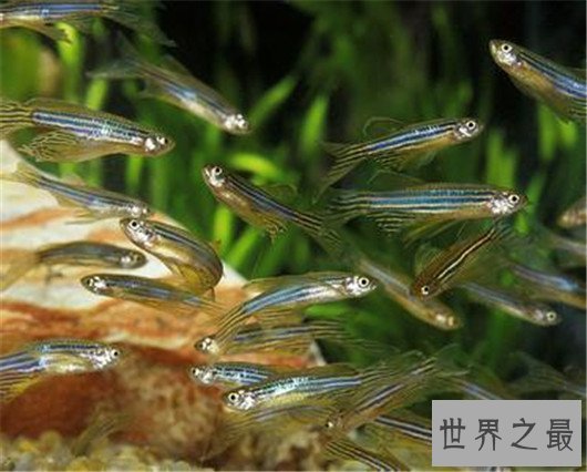 十大世界上游最快的鱼,身材小也不一定跑的快