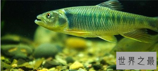 十大世界上游最快的鱼,身材小也不一定跑的快