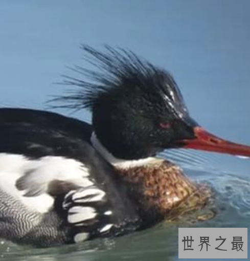 世界十大速度最快的鸟,这些鸟想抓都抓不住。