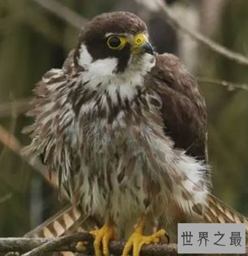 世界十大速度最快的鸟,这些鸟想抓都抓不住。