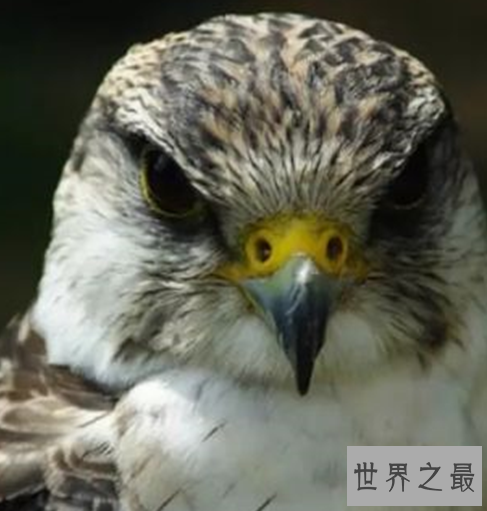 世界十大速度最快的鸟,这些鸟想抓都抓不住。