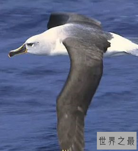 世界十大速度最快的鸟,这些鸟想抓都抓不住。