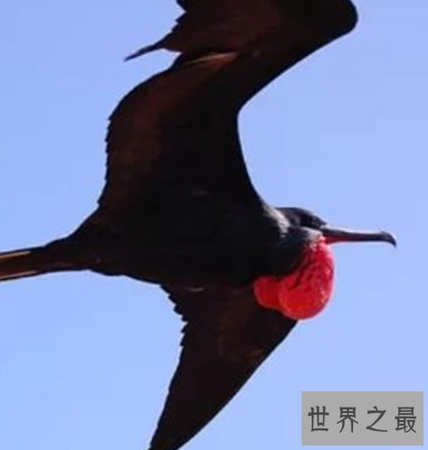 世界十大速度最快的鸟,这些鸟想抓都抓不住。