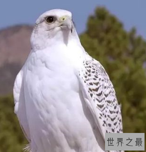 世界十大速度最快的鸟,这些鸟想抓都抓不住。