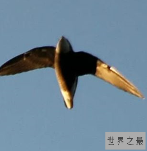 世界十大速度最快的鸟,这些鸟想抓都抓不住。
