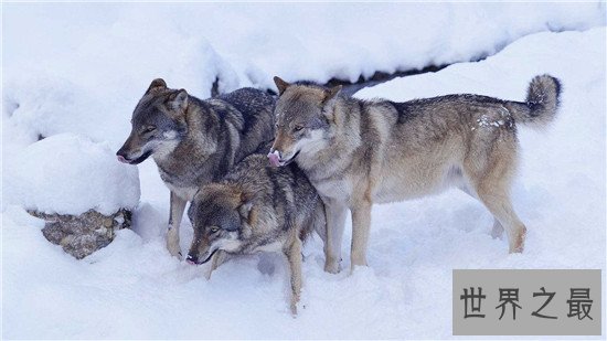 世界十大食肉动物，食肉之王——老虎 了解一下