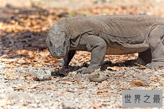世界十大食肉动物，食肉之王——老虎 了解一下