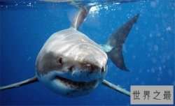 世界十大食肉动物，食肉之王——老虎 了解一下