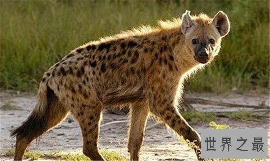 世界十大食肉动物，食肉之王——老虎 了解一下