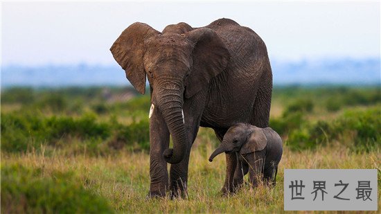 世界十大食肉动物，食肉之王——老虎 了解一下
