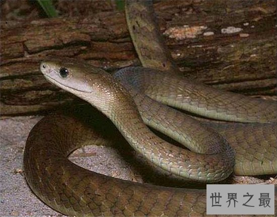 世界十大食肉动物，食肉之王——老虎 了解一下