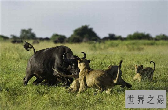 世界十大食肉动物，食肉之王——老虎 了解一下