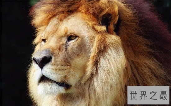 世界十大食肉动物，食肉之王——老虎 了解一下