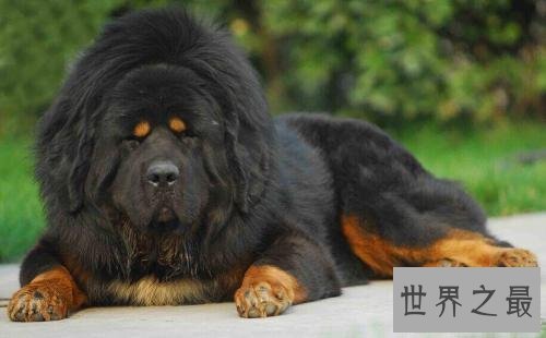 世界十大最贵名犬排行榜,这个狗一般人不敢养。