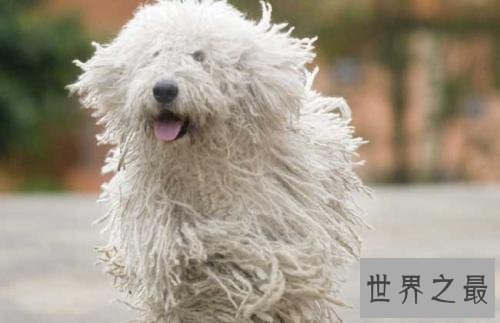 世界十大最贵名犬排行榜,这个狗一般人不敢养。