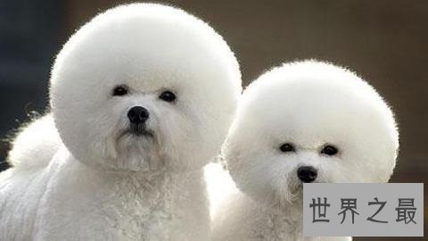 世界十大最贵名犬排行榜,这个狗一般人不敢养。