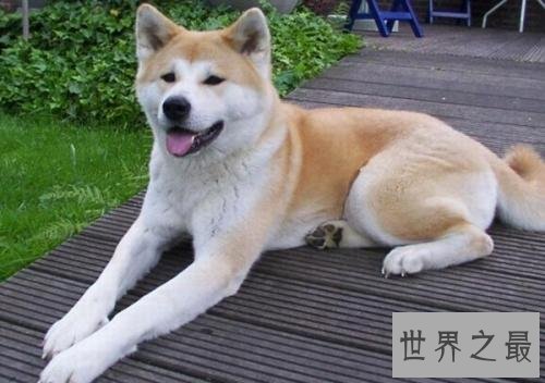 世界十大最贵名犬排行榜,这个狗一般人不敢养。