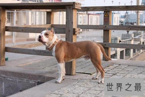 世界十大最贵名犬排行榜,这个狗一般人不敢养。