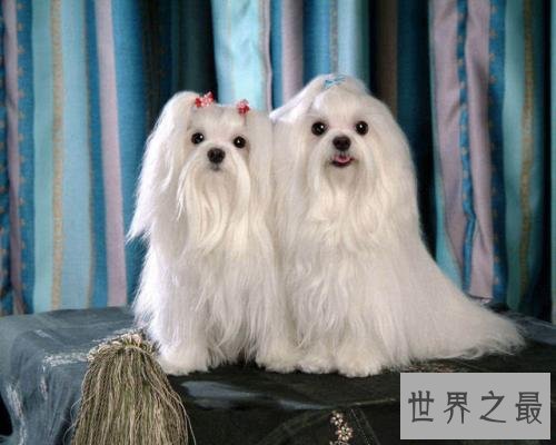 世界十大最贵名犬排行榜,这个狗一般人不敢养。