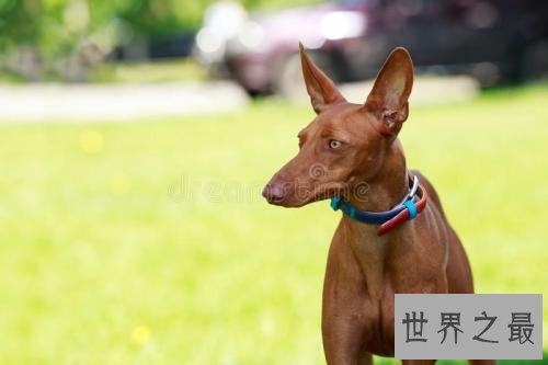 世界十大最贵名犬排行榜,这个狗一般人不敢养。