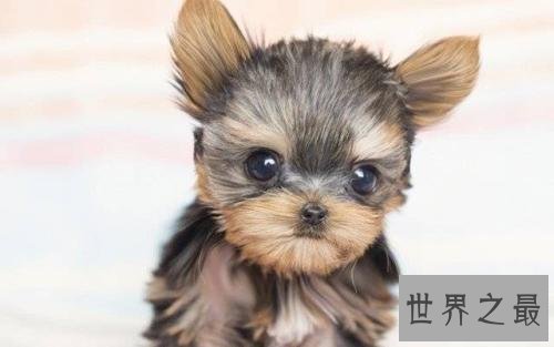 世界十大最贵名犬排行榜,这个狗一般人不敢养。