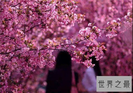 世界十大名花，世界十大名花有哪些（附花语）