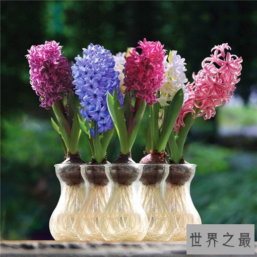 世界十大名花，世界十大名花有哪些（附花语）