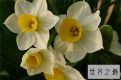 世界十大名花，世界十大名花有哪些（附花语）