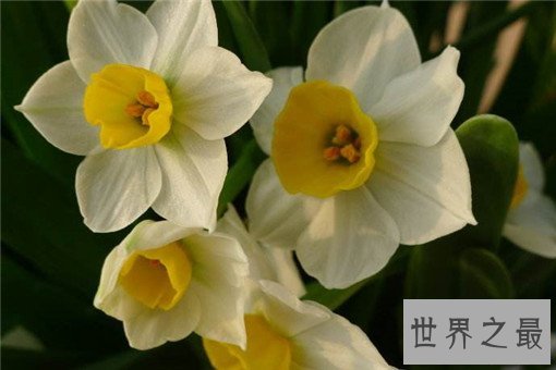 世界十大名花，世界十大名花有哪些（附花语）