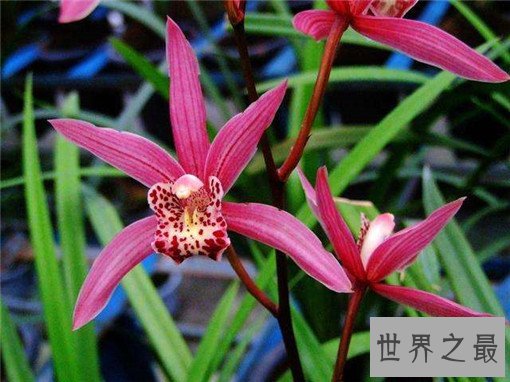 世界十大名花，世界十大名花有哪些（附花语）